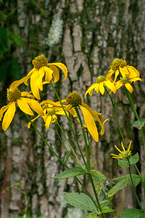 False Sunflowers, Shenandoah National Park