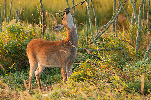 Virginia White Tail Deer (Odocoileus virginianus) in Big Meadows Shenandoah National Park