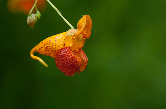 Jewelweed (Impatiens capensis), Shenandoah National Park