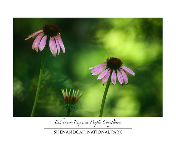 Purple Coneflowers Echinacea Purpurea
