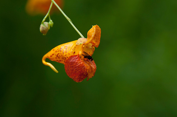 Jewelweed with Fly in the Shenandoah National Park