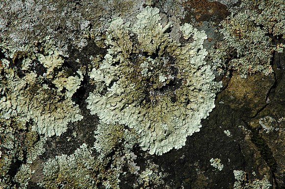 Lichen, Xanthoparmelia lavicola, Shenandoah National Park