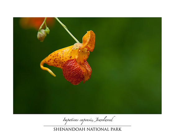 Jewelweed along Milam Gap in Shenandoah National Park