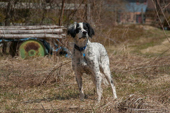 English Setter bird dog