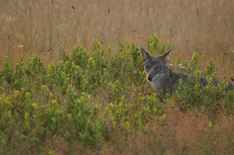 Coyote (Canis latrans), Shenandoah National Park