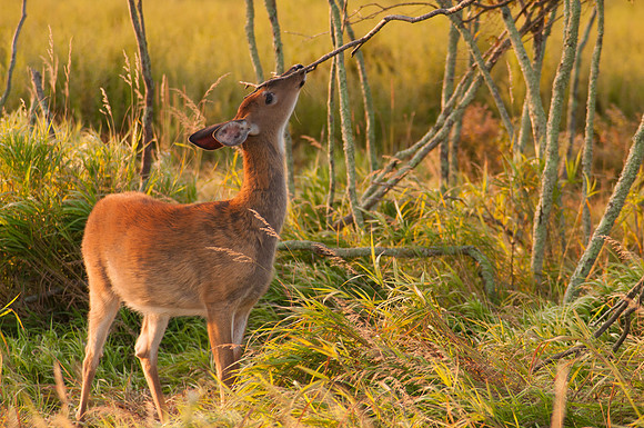 Virginia White Tail Deer (Odocoileus virginianus), Shenandoah National Park