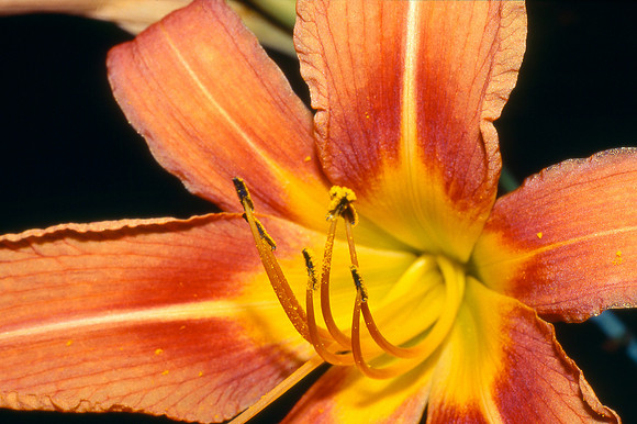 Day Lily, Hemerocallis, Shenandoah National Park