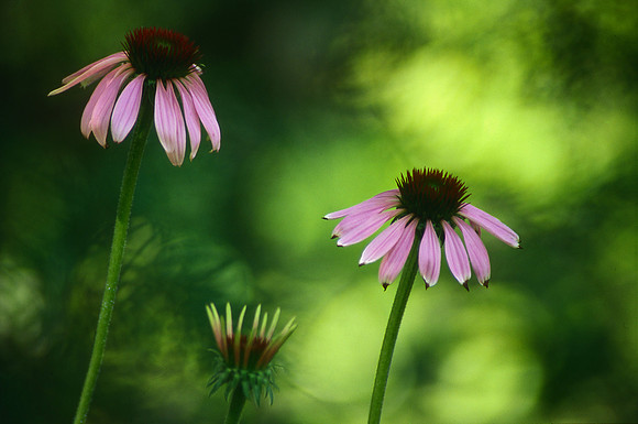 Purple Coneflowers (Echinacea purpurea), Shenandoah National Park