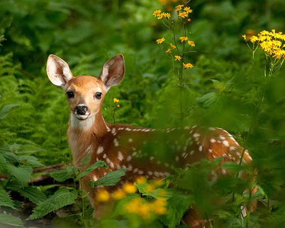 Virginia White Tail Deer Fawn (Odocoileus virginianus), Shenandoah National Park