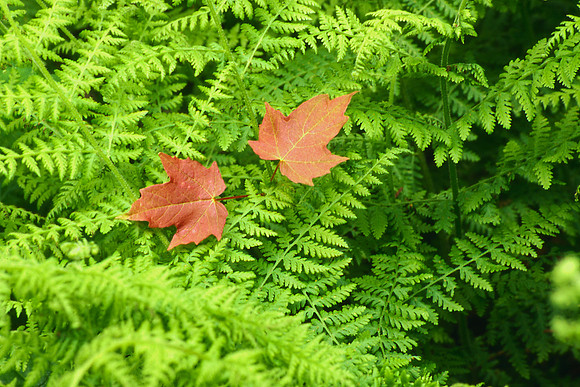 Fern, Shenandoah National Park
