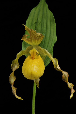 Yellow Lady Slippers (Cypripedium parviflorum), Shenandoah National Park