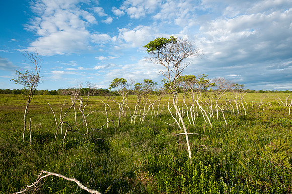 Early Morning, Big Meadows, Shenandoah National Park