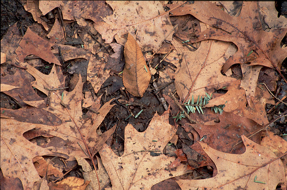 Leaves, Shenandoah National Park