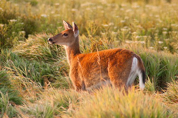 Virginia White Tail Deer (Odocoileus virginianus), Shenandoah National Park