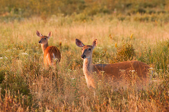Virginia White Tail Deer (Odocoileus virginianus), Shenandoah National Park