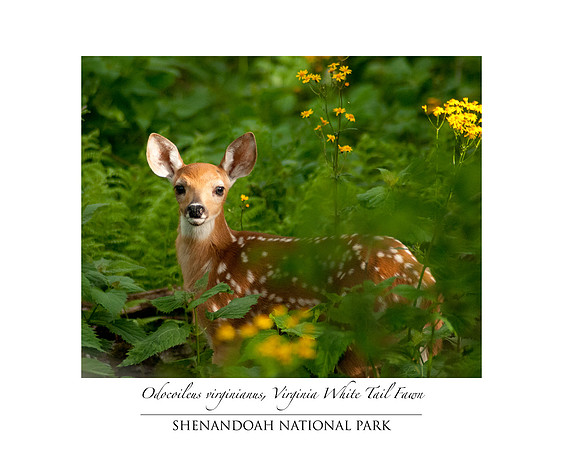 Virginia White Tail Deer Fawn (Odocoileus virginianus), Shenandoah National Park