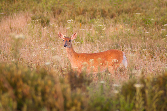 Virginia White Tail Deer (Odocoileus virginianus), Shenandoah National Park