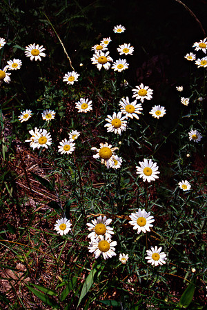 Daisies, Shenandoah National Park