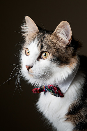 Norwegian Forest cat wearing a bowtie for a professional portrait in Charlottesville