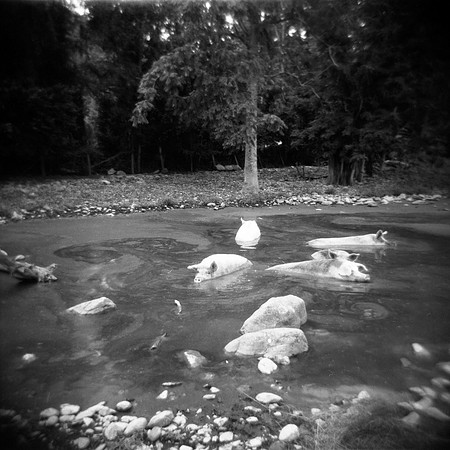 Pigs in Swimming Hole