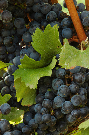 Grapes at Barboursville Vineyards