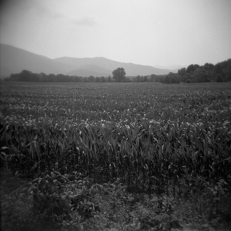 Corn field