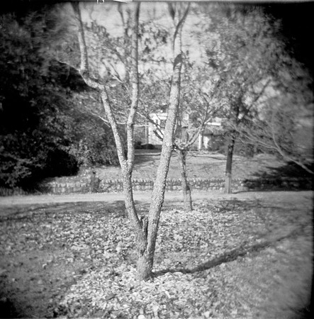 Solitary Tree