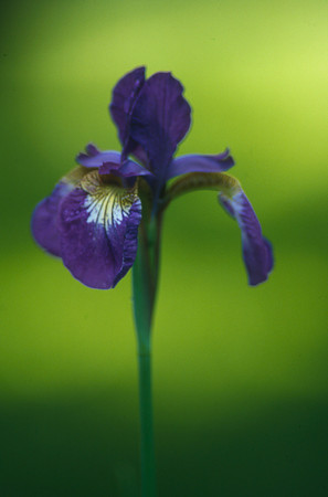 Iris