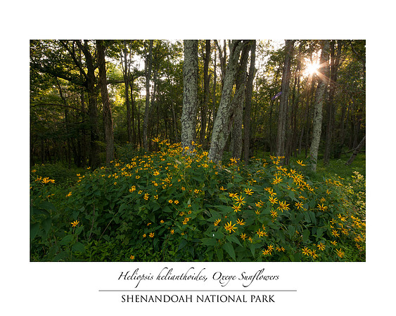 Oxeye Sunflowers Shenandoah National Park