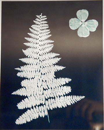 Fern and Geranium Blossom Cyanotype
