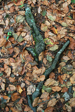 Fall leaves and Roots, Shenandoah National Park