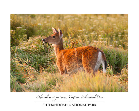 Virginia White Tail Deer (Odocoileus virginianus) in Big Meadows Shenandoah National Park