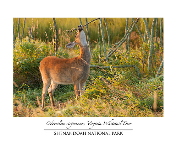 Virginia White Tail Deer (Odocoileus virginianus) in Big Meadows Shenandoah National Park
