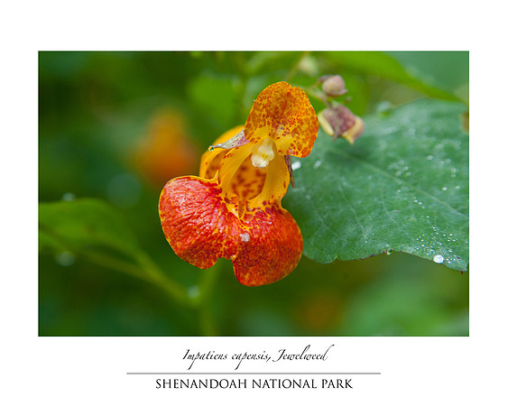 Touch Me Not Flower, Shenandoah National Park.