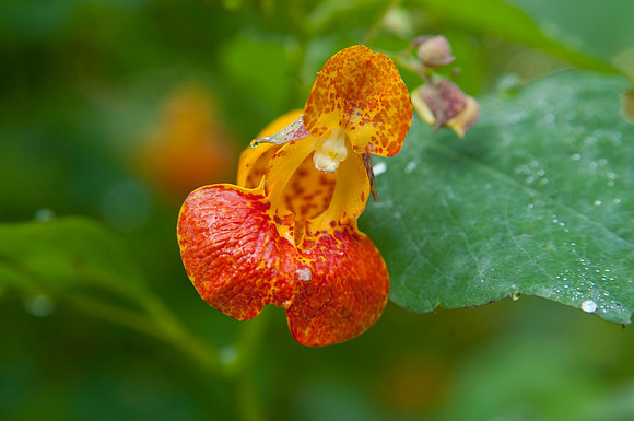 Jewelweed (Impatiens capensis), Shenandoah National Park
