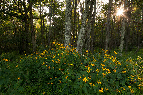 False Sunflowers, Shenandoah National Park