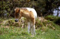 Wild Pony Grayson Highlands State Park