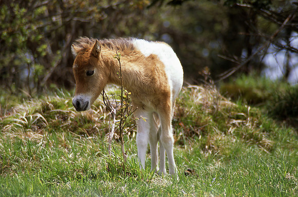 Wild Pony Grayson Highlands State Park