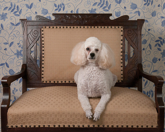 Poodle on settee