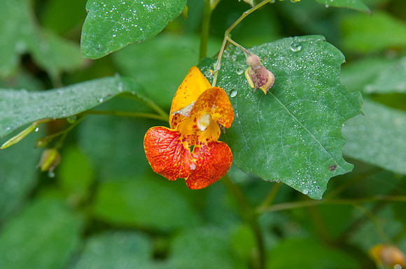 Jewelweed (Impatiens capensis), Shenandoah National Park